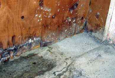 Spots of white mold can be seen growing on an old grungy concrete floor and on the wooden walls nearby.