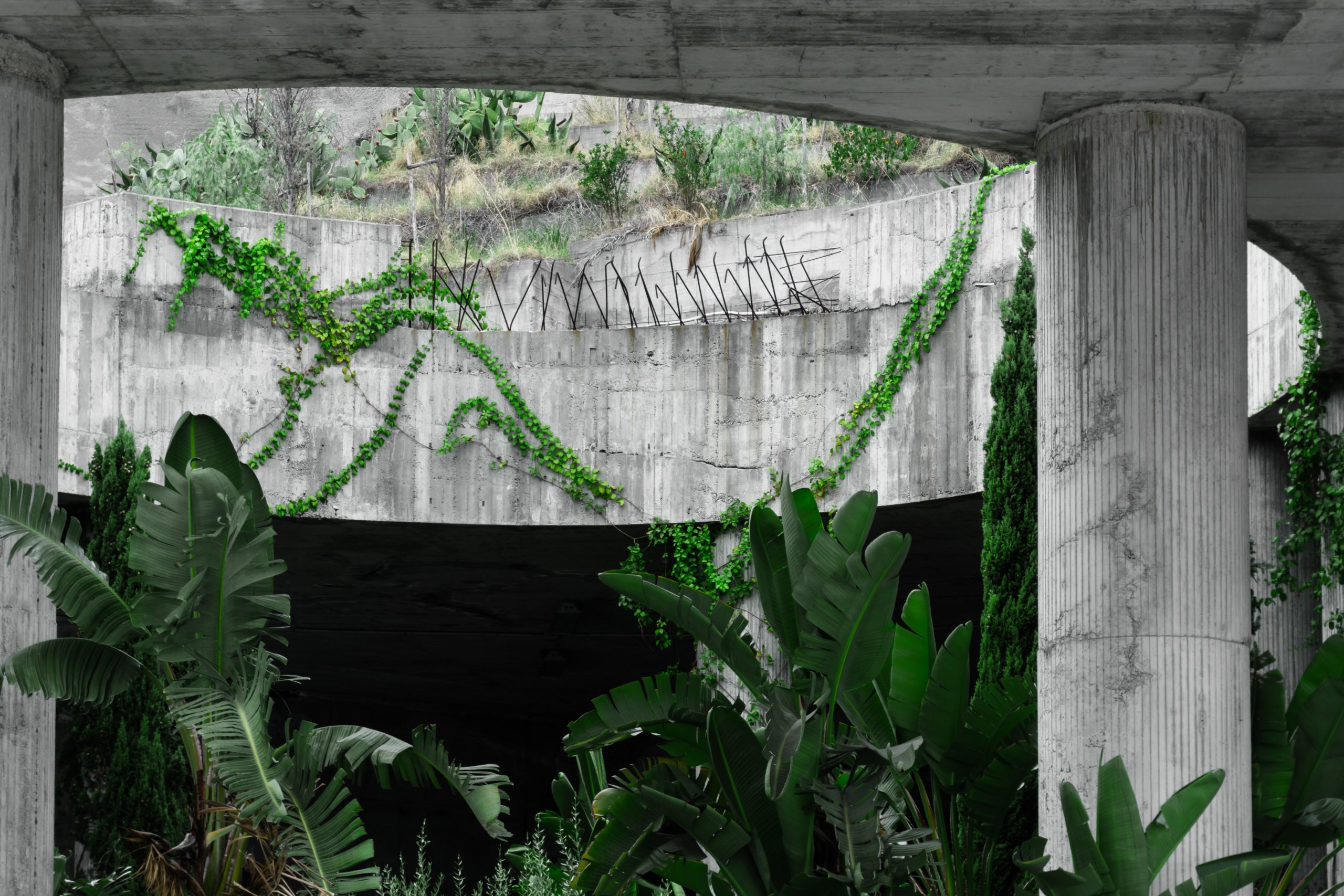 Numerous green plants reside within a concrete structure.