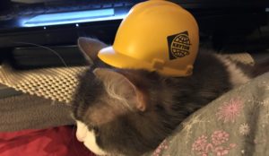 A gray and white cat is wearing a mini construction hat with the Kryton logo on it.