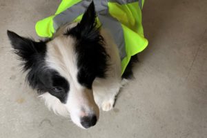 A black and white dog wearing a safety vest is sitting on the concrete floor of a garage.