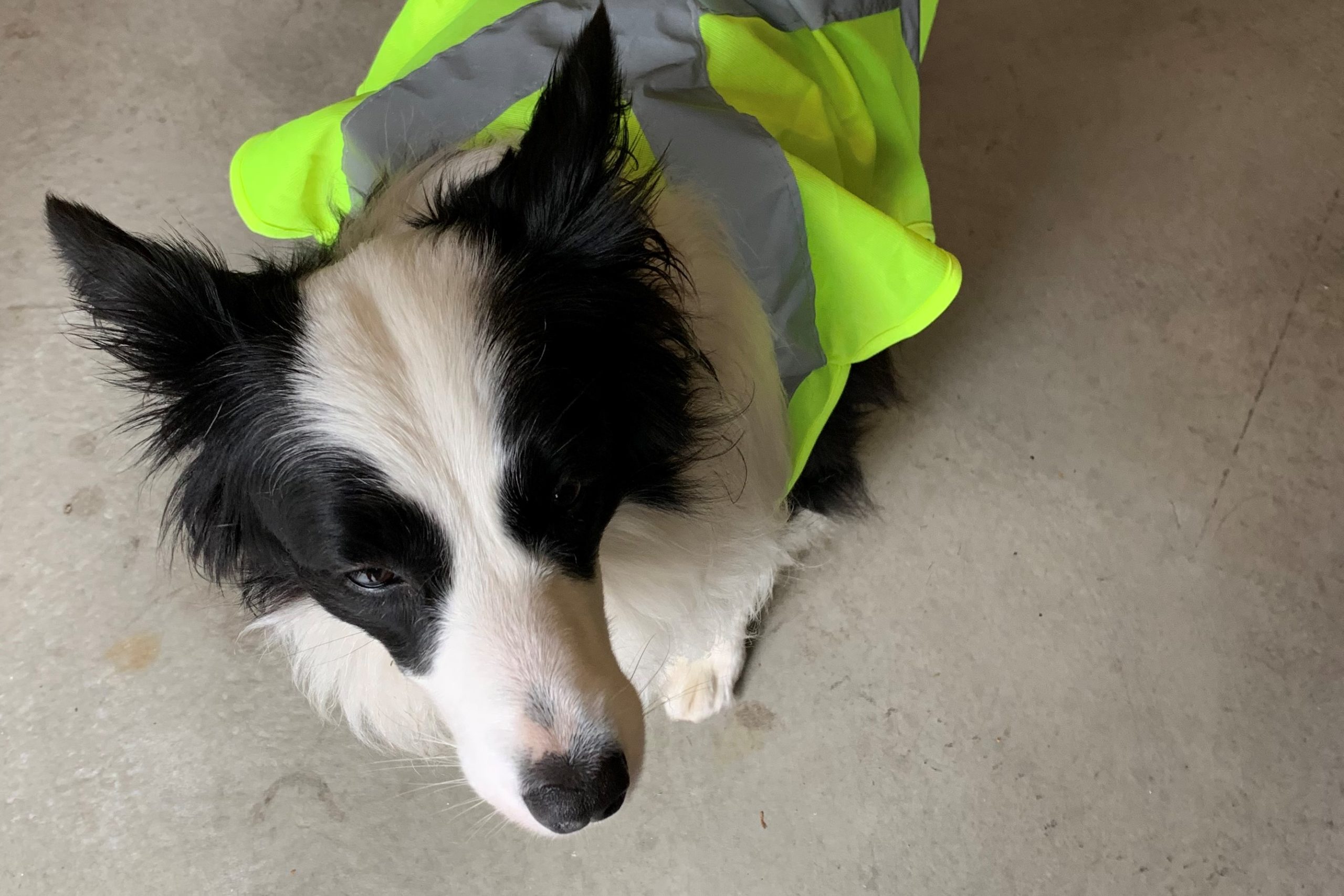 A black and white dog wearing a safety vest is sitting on the concrete floor of a garage.