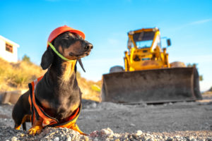 A proud Dachshund dog stands in front of an excavator at a pet-friendly construction site.
