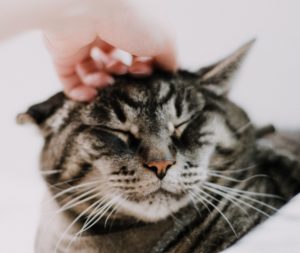 A pet owner is petting a happy tabby.