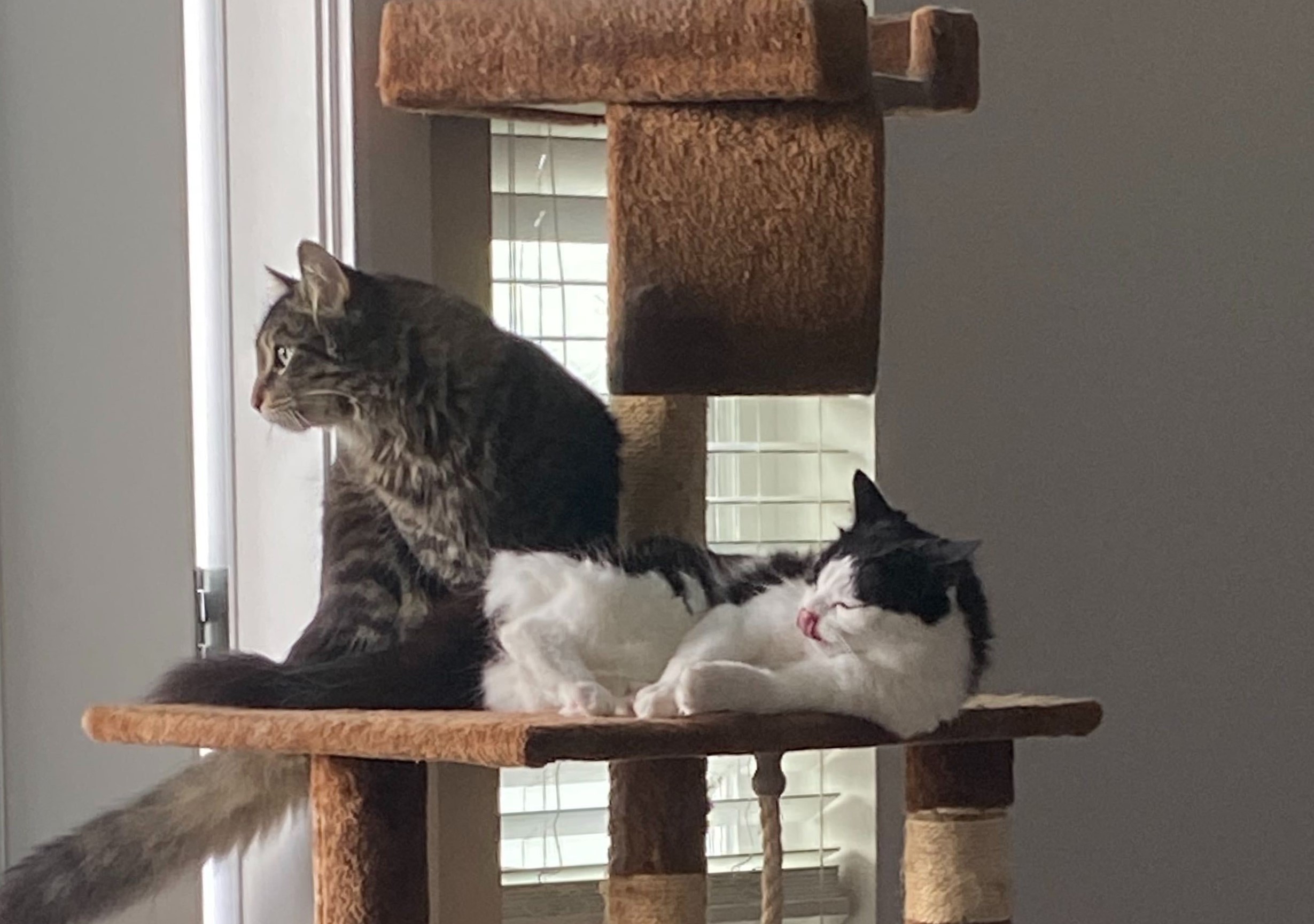 Pet-friendly construction has enabled two cats to rest comfortably on their cat tree.