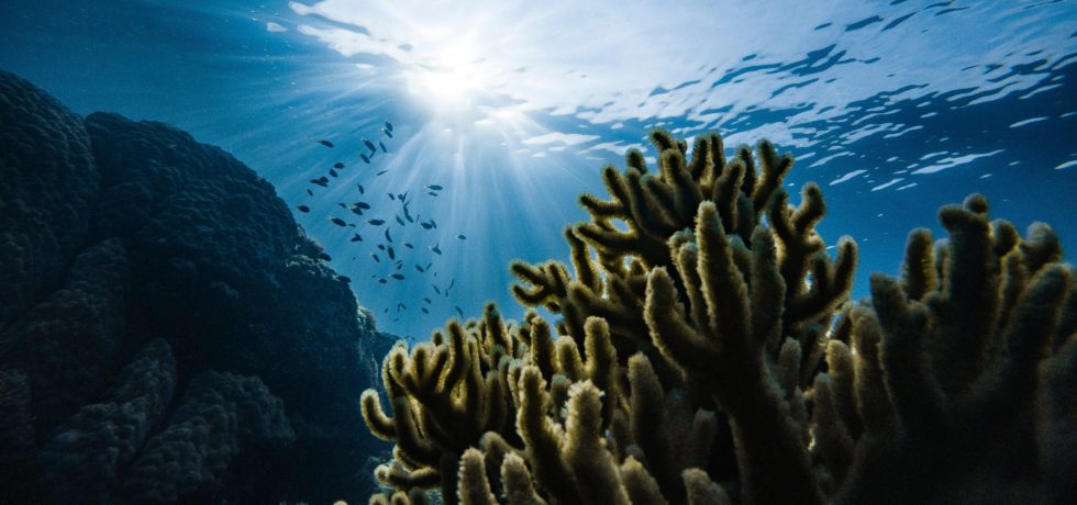 Sunlight shines down on an artificial reef as a shoal of fish swim above the reef.
