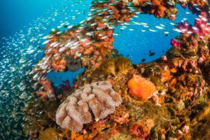 A shoal of fish swim past a vibrant artificial reef.