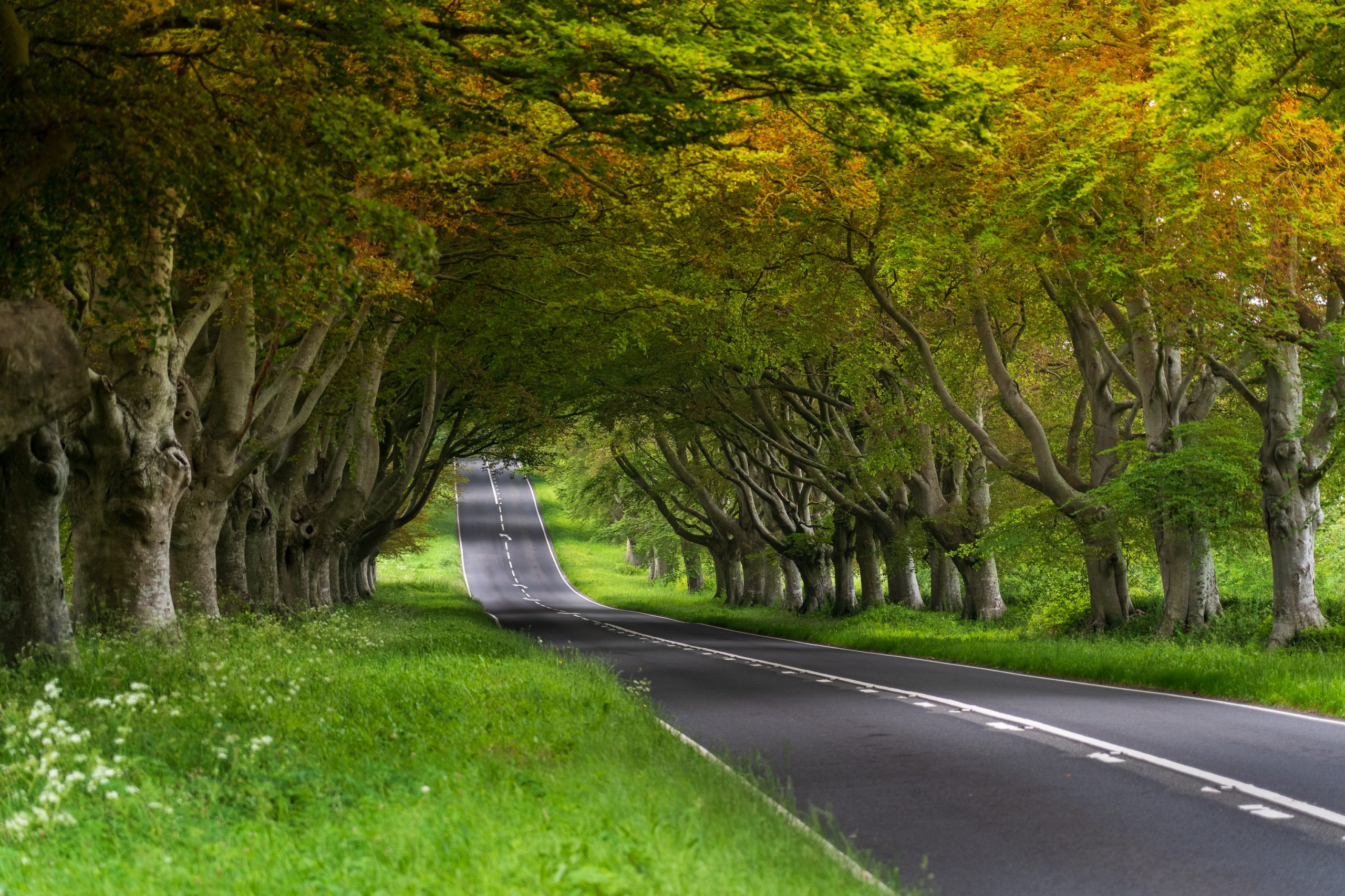 On either side of a road that is slowly going uphill, there is both lush green grass and trees.